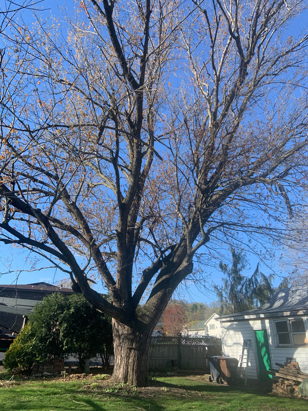 Tree Trimming & Tree Removal Holmen